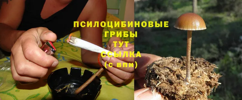 Галлюциногенные грибы Psilocybe Калач