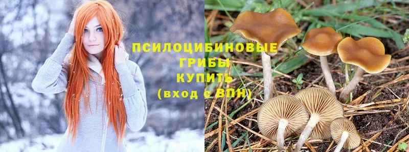 Галлюциногенные грибы Psilocybine cubensis  Калач 